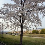 天ぷら割烹　嵯峨野 - 