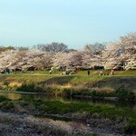 天ぷら割烹　嵯峨野 - 