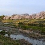 天ぷら割烹　嵯峨野 - 