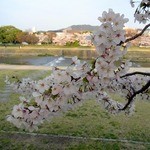 天ぷら割烹　嵯峨野 - 