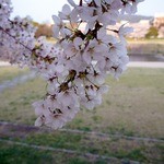 天ぷら割烹　嵯峨野 - 