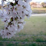 天ぷら割烹 嵯峨野 (ホテル日航プリンセス京都) - 