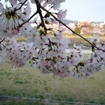 天ぷら割烹 嵯峨野 (ホテル日航プリンセス京都) - 