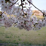 天ぷら割烹　嵯峨野 - 