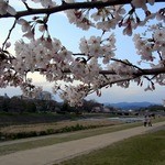 天ぷら割烹　嵯峨野 - 