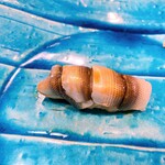 うを徳 - 浜名湖産　新子