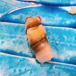 うを徳 - 浜名湖産　新子