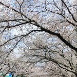 櫻子 - 桜の季節に……