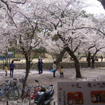 大正庵 - ガラス越しに満開の桜