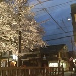 Ryouriya Otaya - 夜桜