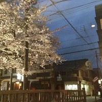 りょうりや 御旅屋 - 夜桜