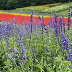 Tambara Lavender Park - たんばらラベンダーパークのラベンダー