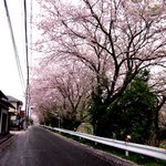 ブラジル屋 - お店の前の桜並木！(2013,03/31)