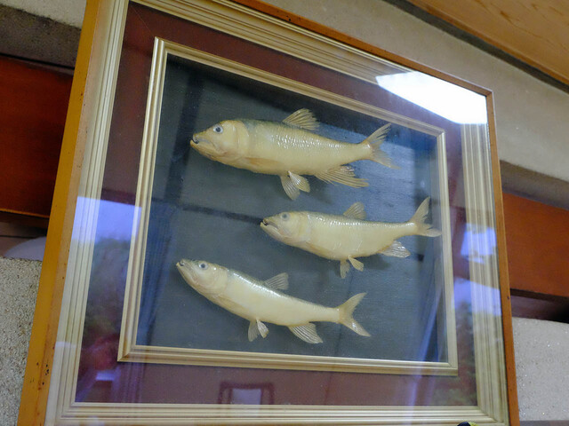 鮎剥製壁掛け 鮎剥製壁掛け 鮎 剥製 鮎剥製壁掛け Amazon | サンライン(SUNLINE) ZX