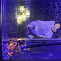 焼肉 拍手喝采 - 