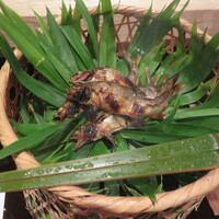 研覃 ほりべ - 笹の葉にのせられています