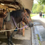 Kaida Kougen Aisu Kurimu Koubou - 近くの牧場には木曽馬がいました。