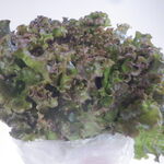 松原農園 - 大好きレタス