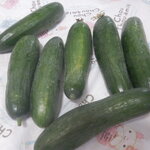 松原農園 - ミニきゅうり