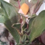 谷塚バル - 初めて食べたアイスプラント。葉の表面に水滴みたいに見える。ちょっと酸っぱい感じ