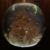 GRAND SHARK - 