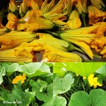 カーサ・デル・チーボ - 南瓜の花