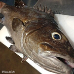 カーサ・デル・チーボ - 八戸産のイシナギ