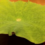 銀座 しのはら - 蓮の葉の中央に鼈スープ