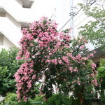 ラーメン二郎 - 近くで咲く百日紅の花