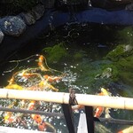 炭焼うな富士 - ❀『中庭』
      
      錦鯉を眺めながら
      美味しい鰻に舌鼓❀.(*´▽`*)❀.
      
      