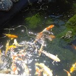 炭焼うな富士 - ❀『中庭』
      
      錦鯉を眺めながら
      美味しい鰻に舌鼓❀.(*´▽`*)❀.
      
      