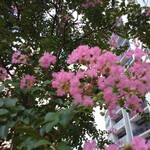 らぁ麺や 嶋 - お店の前に咲くさるすべりの花