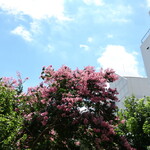 ラーメン二郎 - 近くで咲く百日紅の花