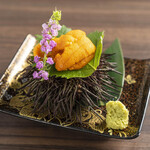 Sea urchin with shell