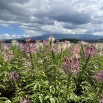 富士山の見えるカフェ - 