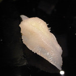 植月 - アブラメ