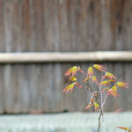 18236981 - 近所の風景