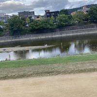 先斗町 四季 よし菜 - 