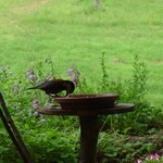 くつきそば 永昌庵 - 