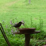くつきそば 永昌庵 - 