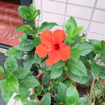 一寛 - 店頭で咲く花