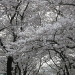 やまぐち - ＜2013.3月＞桜満開の京都