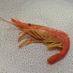 レストラン・モリエール - Menu Terroir：Menu Terroir北海シマ海老のボイル