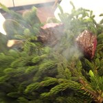 レストラン・モリエール - Menu Terroir：十勝牛（炭火焼き、エゾ松の香り）