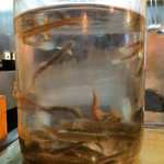 春のお店 - どじょうさんが泳いでいます