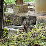 たけの蔵 - 仔たぬきがお出迎え