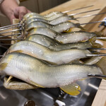 礒田 - 馬瀬川の鮎