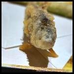 上野 寿司 個室 天通 - 