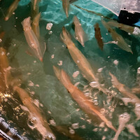 寅八商店 心斎橋店 - 