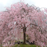 高台寺 洛匠 - 円山公園の八重紅枝垂れ桜